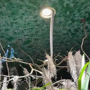 الكوبرا فر من فتحة صغيرة بجوار المصباح