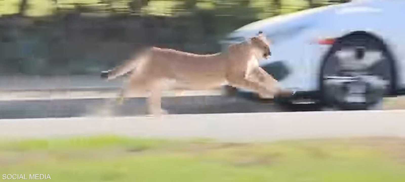 نمر في الشارع