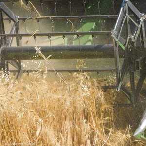 توفر الخطة 150 طنا من بذور القمح لصغار المزارعين