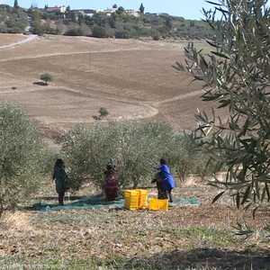 موسم جني الزيتون في تونس