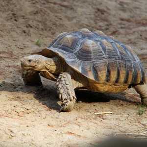 دراسة لأمعاء سلاحف تبيّن ابتلاعها الكثير من البلاستيك