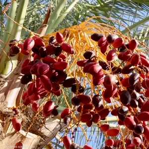 مزارعو التمور في غزة يعانون بعدما نال الطقس السيء من الحصاد