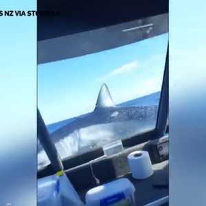 سمكة قرش تقفز فوق قارب