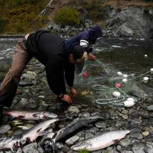لجنة أميركية تسعى لاستعادة موطن للأسماك المهددة بالانقراض