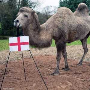 توقعت الناقة "كاميلا" الفائز في مباراة إنجلترا وإيران