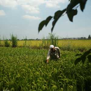 العمالة المصرية