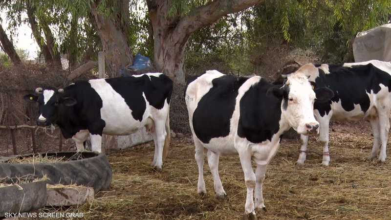 المغرب.. قرار بمنع ذبح الأبقار الحلوب لمواجهة نقص الحليب