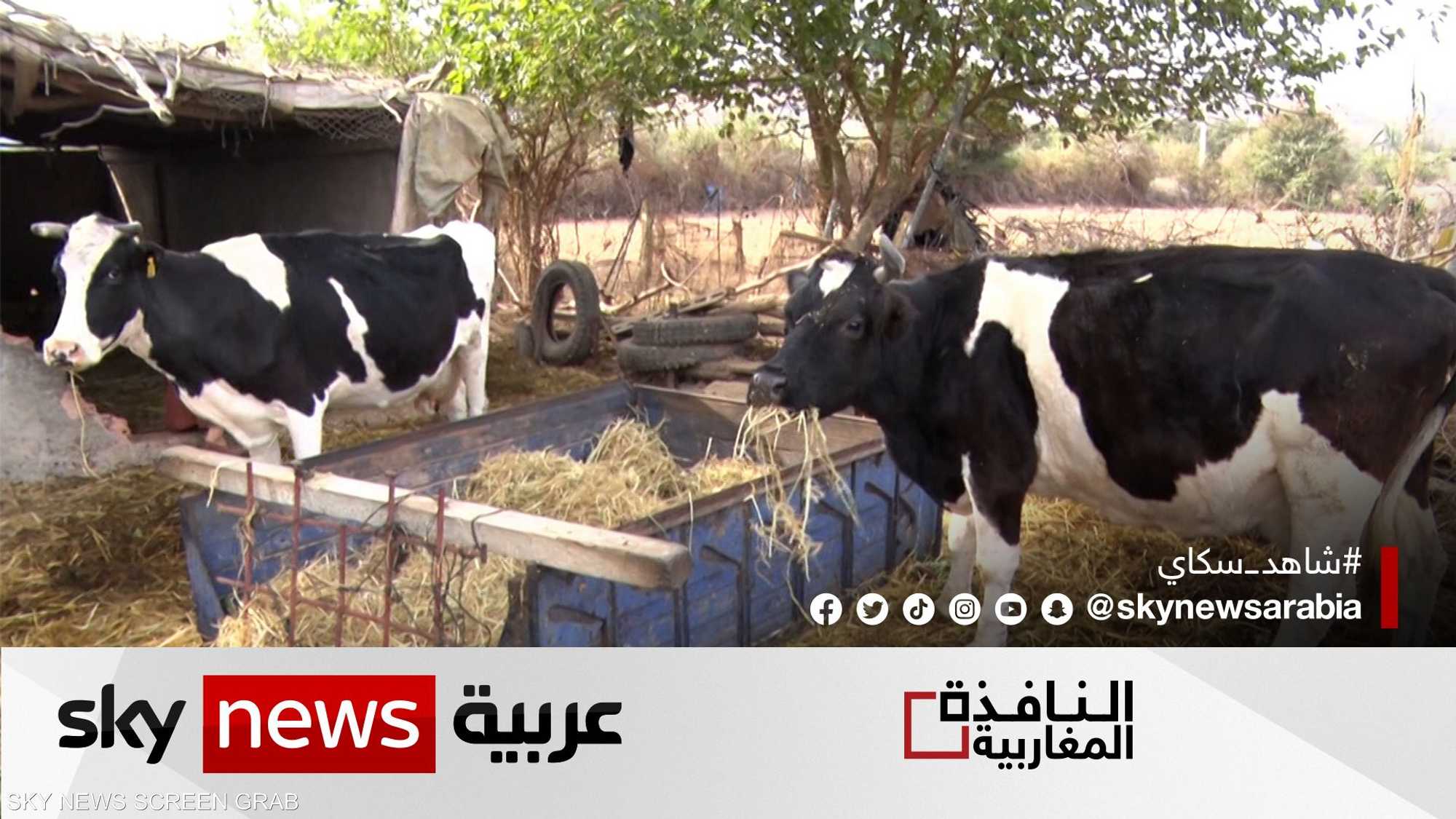 إجراءات في المغرب لتأمين الحليب ومنتجاته