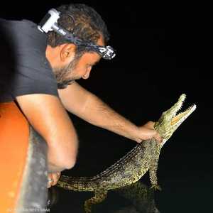 جانب من عملية السيطرة على التماسيح المصرية