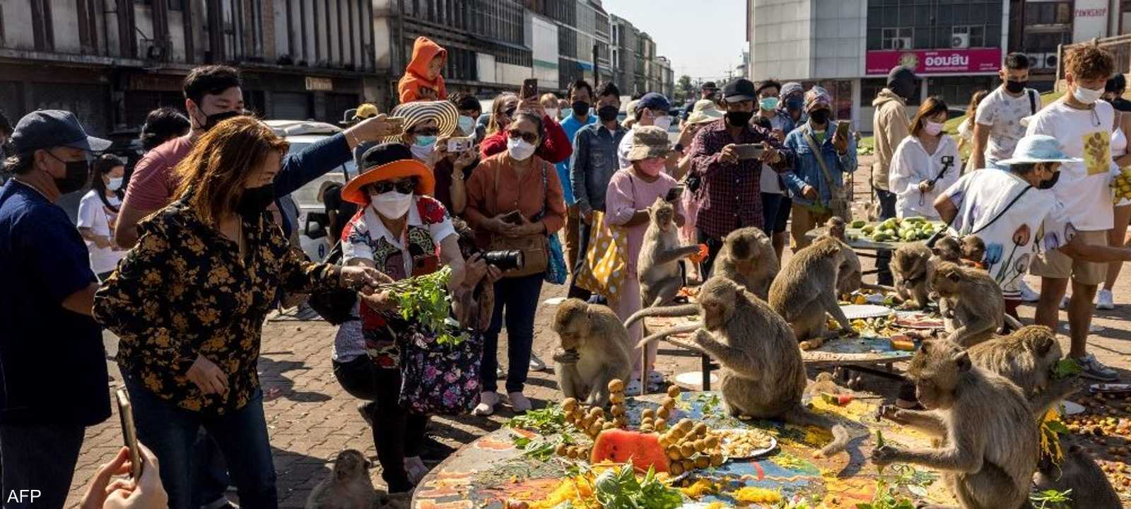 تعد القرود رمزا لمقاطعة لوبوري