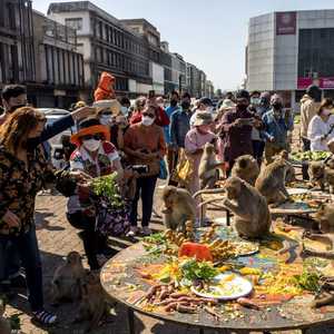 تعد القرود رمزا لمقاطعة لوبوري
