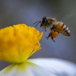 تربية النحل في غزة تعاني بسبب تغير المناخ