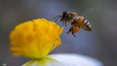 تربية النحل في غزة تعاني بسبب تغير المناخ