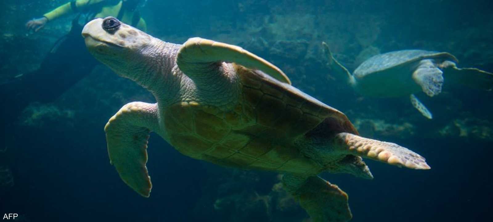 اكتشاف أكبر سلحفاة بحرية على الإطلاق في أوروبا