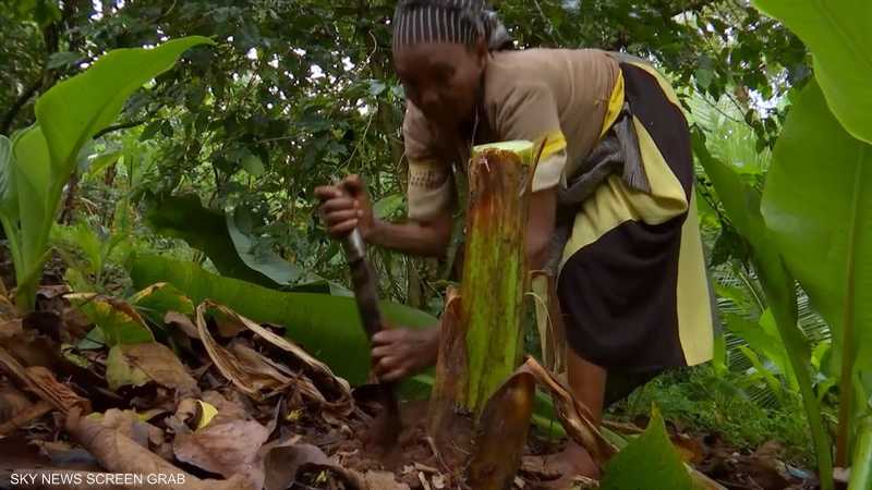 تحضير الطعام من أشجار "الموز الكاذب" تقليد البداوة في سيداما