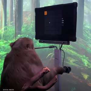 القرد ساكي نجح في التجربة