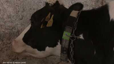 مزارعون تونسيون يستخدمون أساور ذكية تساعدهم في تربية الأبقار