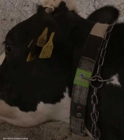 مزارعون تونسيون يستخدمون أساور ذكية توضع حول رقاب الأبقار
