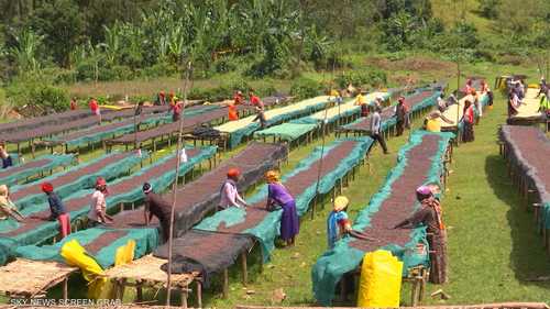 إقليم "سيداما".. منبع زراعة البن في إثيوبيا