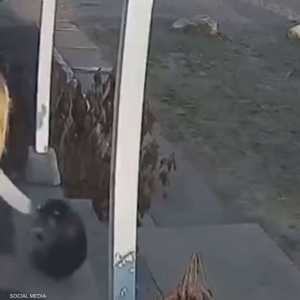 الراكون تعلق بساق الطفلة