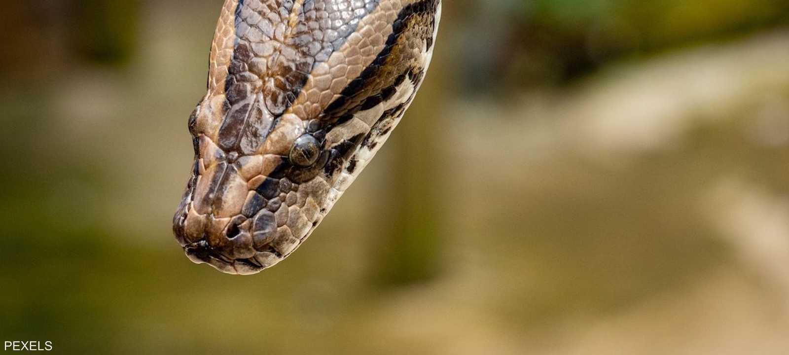 خبير أفاعي يكتشف مفاجأة في إصبعه