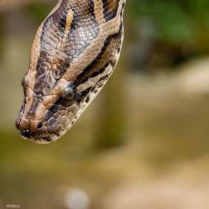 خبير أفاعي يكتشف مفاجأة في إصبعه