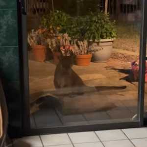 أسد جر كلبها من رقبته ووقف أمامها وجها لوجه