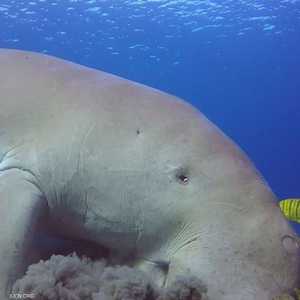 حيوانات بحرية صارت مهددة بالانقراض بسبب الصيد الجائر.