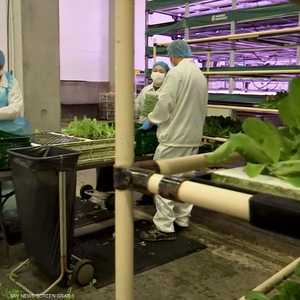 "المزارع المستقبلية" بالدنمارك تعمل على ترشيد استهلاك الطاقة