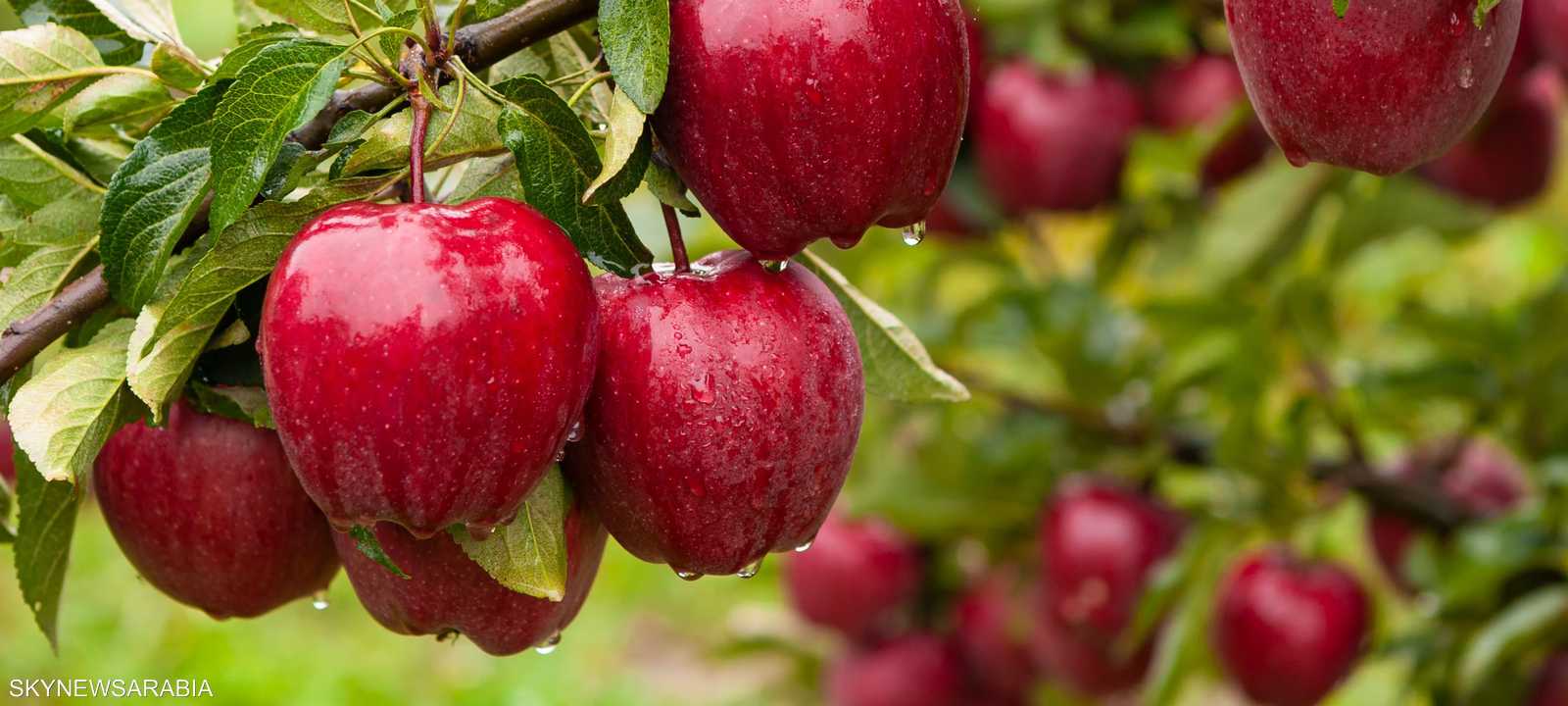 التفاح من أهم الأطعمة لتحسين رائحة الجسم