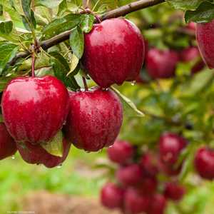 التفاح من أهم الأطعمة لتحسين رائحة الجسم