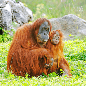 هربت القرود من حديقة حيوانات فوروفيك