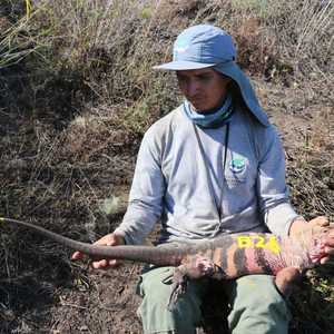 الإغوانا الوردية