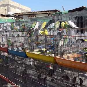 مسابقة لاختيار ملك جمال طائر "البادجي" بالعراق