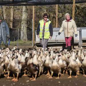 فرنسا رصدت بالفعل زيادة في تفشي إنفلونزا الطيور خلال الصيف
