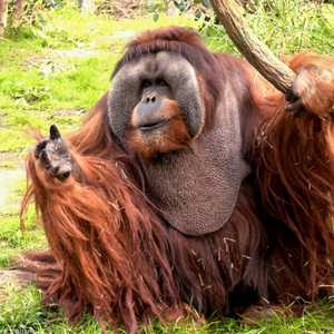 نفوق أكبر إنسان غاب في أمريكا الشمالية عن عمر 45 عاما