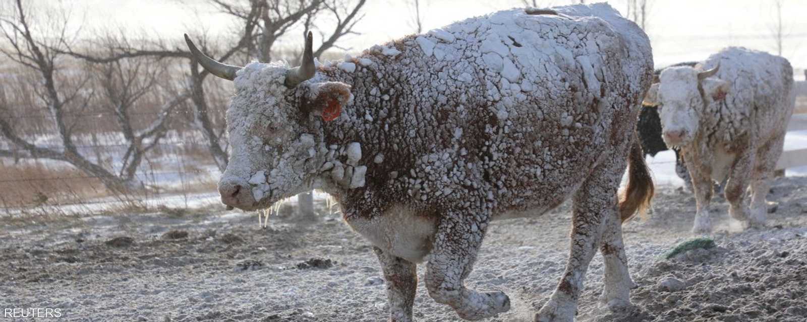 الثلوج في ساوث داكوتا.. حتى الحيوانات لم تسلم