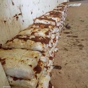 تم اخفاء الكبتاجون في عجينة التمر