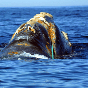 يبلغ عدد الحيتان في العالم حوالي 340 فقط