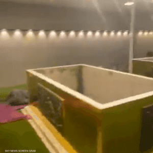 صورة لنعش الأسطورة بيليه