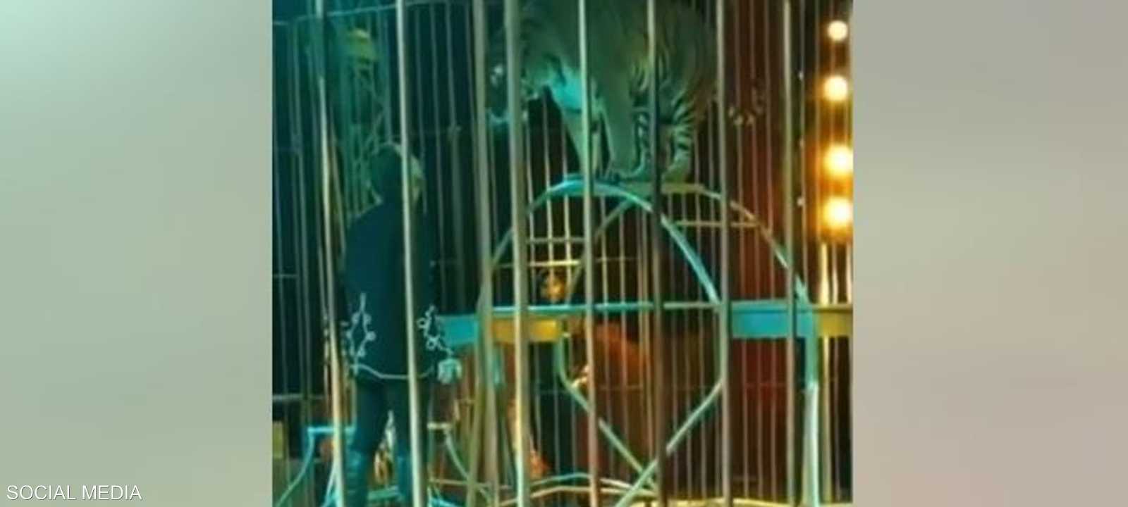 النمر هاجم مدربه بشكل مفاجئ