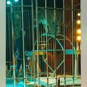 النمر هاجم مدربه بشكل مفاجئ