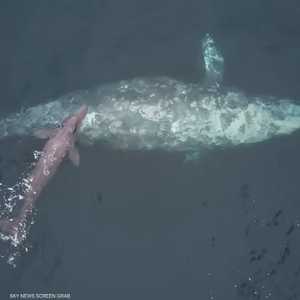 ولادة مثيرة للدهشة لأنثى حوت ضخمة