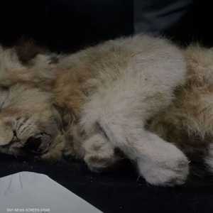 تم العثور على الجثة في نهر سيمويلياخ في منطقة ياقوتيا بروسيا