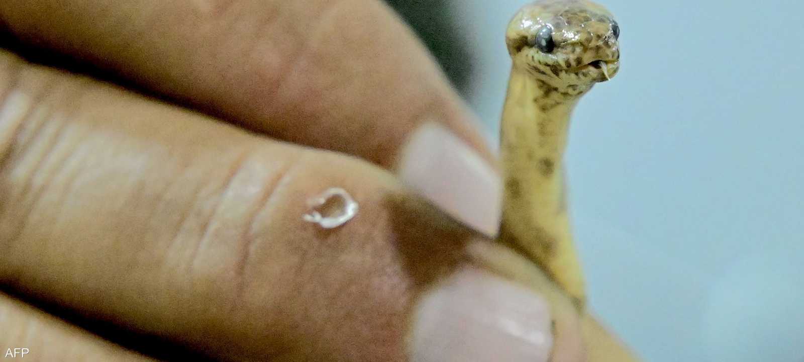 الأفعى توصف بالقديمة جدا