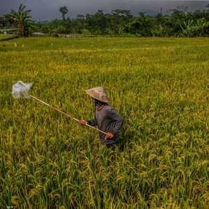 تغيير مهم في النظام الغذائي للإنسان أحدثته الثورة الزراعية