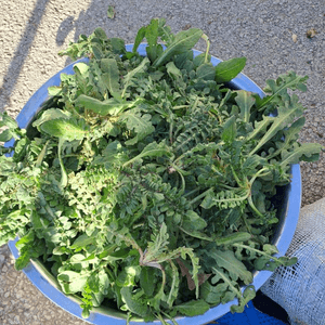 الحشائش صارت تؤثث موائد الفقراء في لبنان