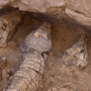 "التماسيح" تبوح بأسرار جديدة عن التحنيط لدى الفراعنة