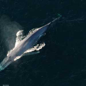 الحوت الأزرق أكبر مخلوق عرف على وجه الأرض