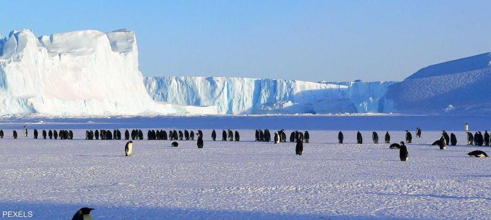 طيور البطريق الإمبراطور النوع الوحيد الذي يتكاثر على الجليد